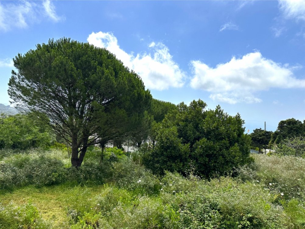 Plot in El Cuartón Alto, Tarifa in Tarifa