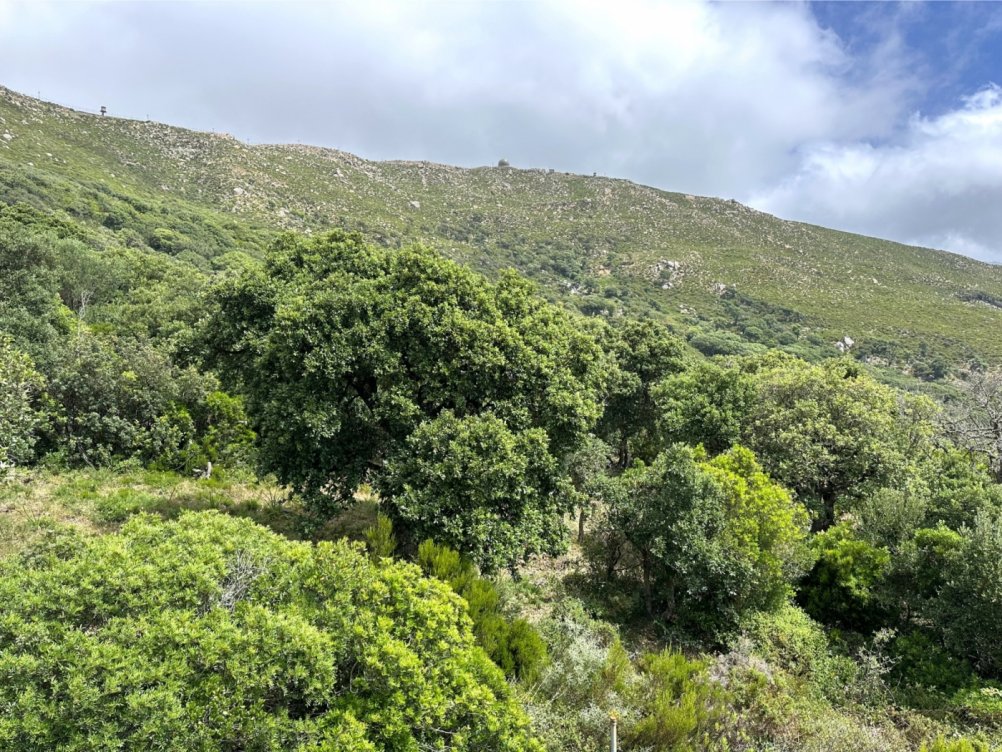 Plot in El Cuartón Alto, Tarifa in Tarifa
