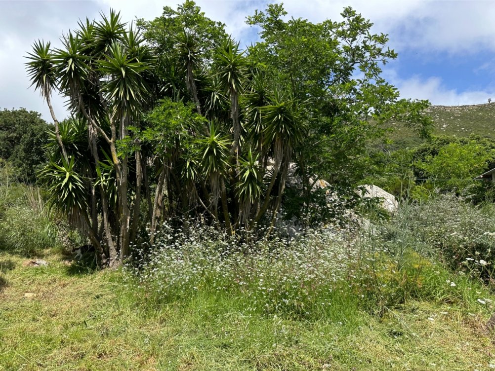 Plot in El Cuartón Alto, Tarifa in Tarifa